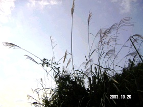 e0035656_958565.jpg