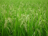 c0067464_21251848.jpg
