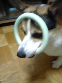 e0007313_0235124.jpg