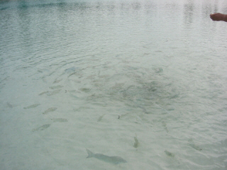 d0017632_8253767.jpg