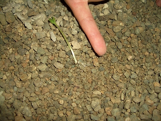 e0019550_2147084.jpg