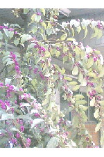 c0011446_16101378.jpg