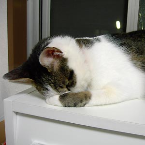 e0034047_8375125.jpg