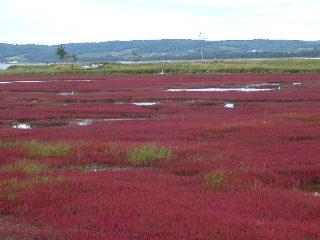 e0004756_2118391.jpg