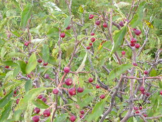 e0004756_21303286.jpg