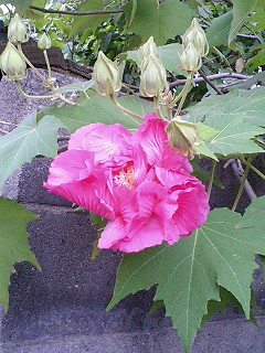 e0026017_19224055.jpg