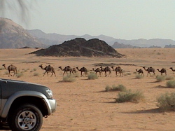 b0038735_1545653.jpg