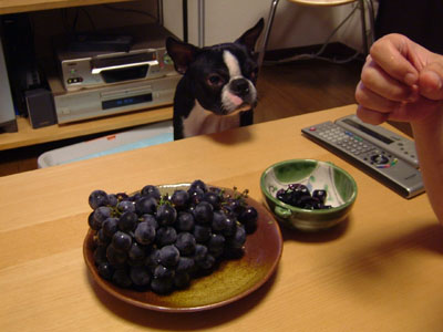c0032567_239518.jpg