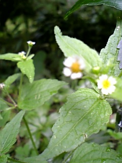 e0016828_20422636.jpg