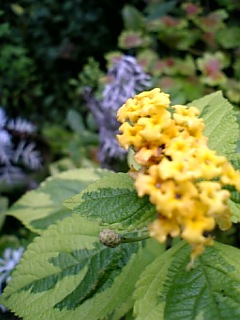 e0016828_7364226.jpg