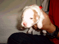 e0080535_12305053.gif