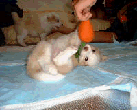 e0080535_12325178.gif