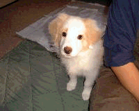 e0080535_1238161.gif