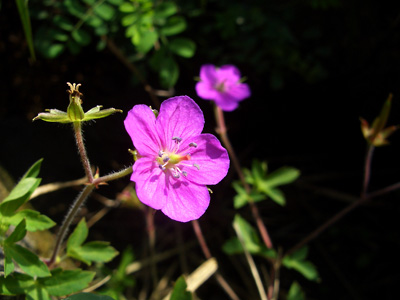 c0025167_20513669.jpg