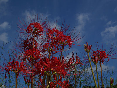 c0025167_2116565.jpg