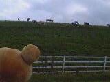 c0036471_11105582.jpg