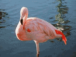 a0037073_19455896.gif