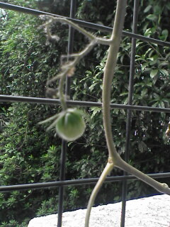 e0033205_16122863.jpg