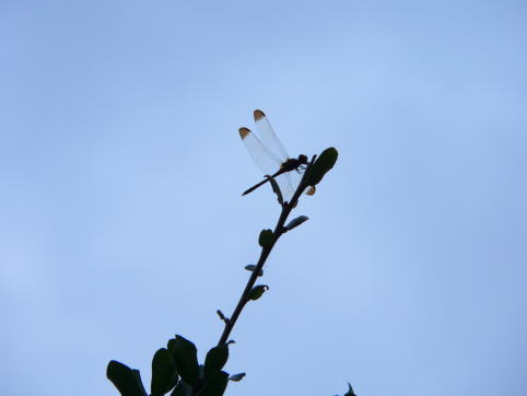 a0015815_1094247.jpg