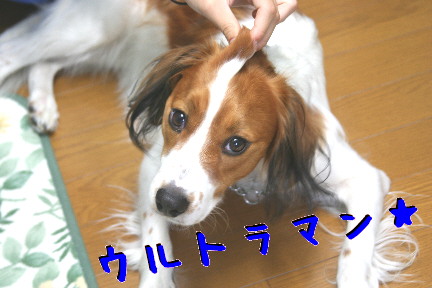 d0013149_0353543.jpg
