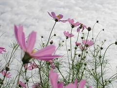 d0031853_1515924.jpg