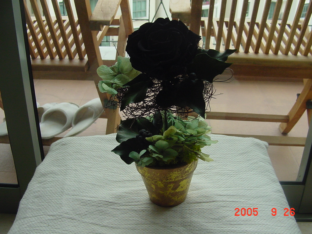 d0065459_1673815.jpg