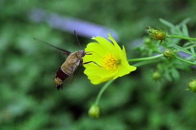 d0019074_10532829.jpg