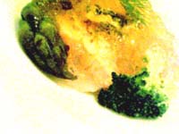 e0065175_3144785.jpg