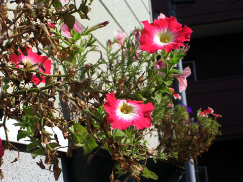 d0034980_23362148.jpg