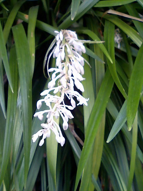 c0050857_875930.jpg