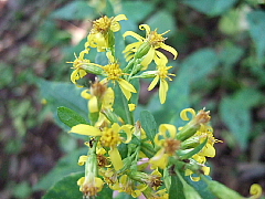 b0053765_15342287.jpg