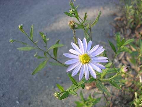 d0019169_1135228.jpg