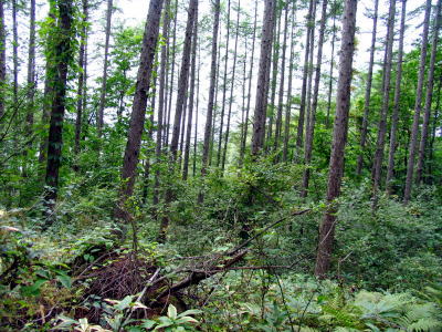 c0038983_11102184.jpg