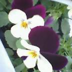 c0050522_22415254.jpg
