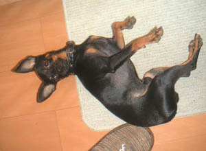c0012571_2340222.gif