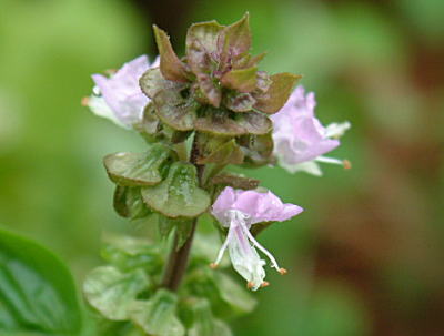 d0034988_0432235.jpg