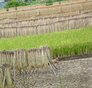 c0011204_21541311.jpg