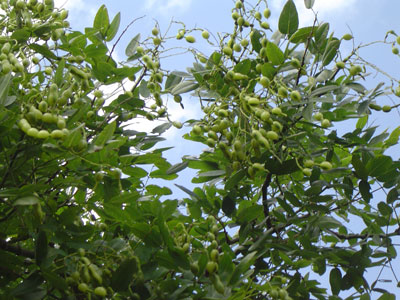 c0011204_21542550.jpg
