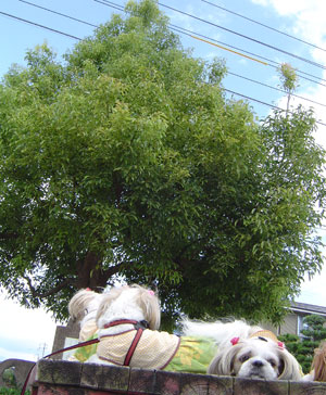c0011204_2155643.jpg