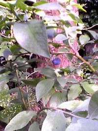 d0022845_13411948.jpg