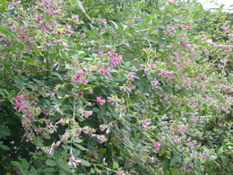 d0050472_0302549.jpg