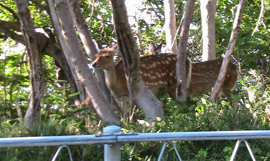 c0016987_1141445.jpg