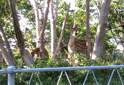 c0016987_11582.jpg