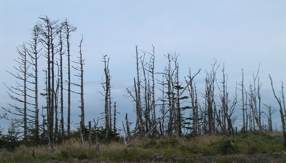 c0016987_1656286.jpg