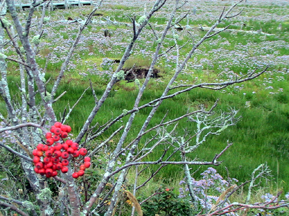 c0016987_16582186.jpg