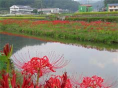 d0029829_1083341.jpg