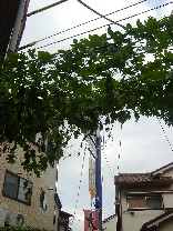 e0016135_132475.jpg