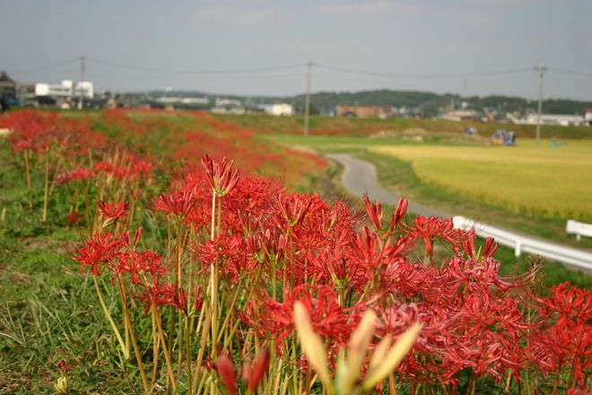 c0003036_2331340.jpg