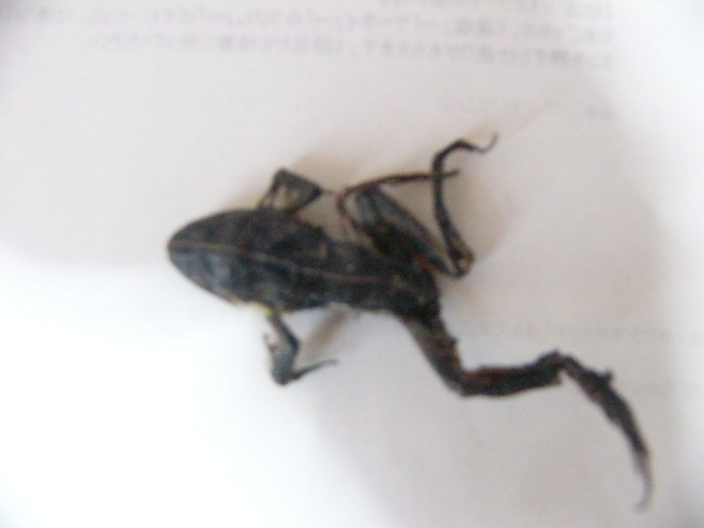 d0046905_9294890.jpg