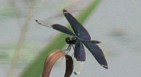 c0047906_739059.jpg
